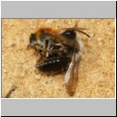 Andrena barbilabris - Sandbiene 19 10mm Paarung - Sandgrube Niedringhaussee det.jpg